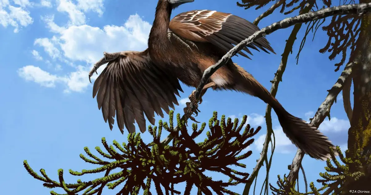 New Scientist recommends a brilliant take on the evolution of birds