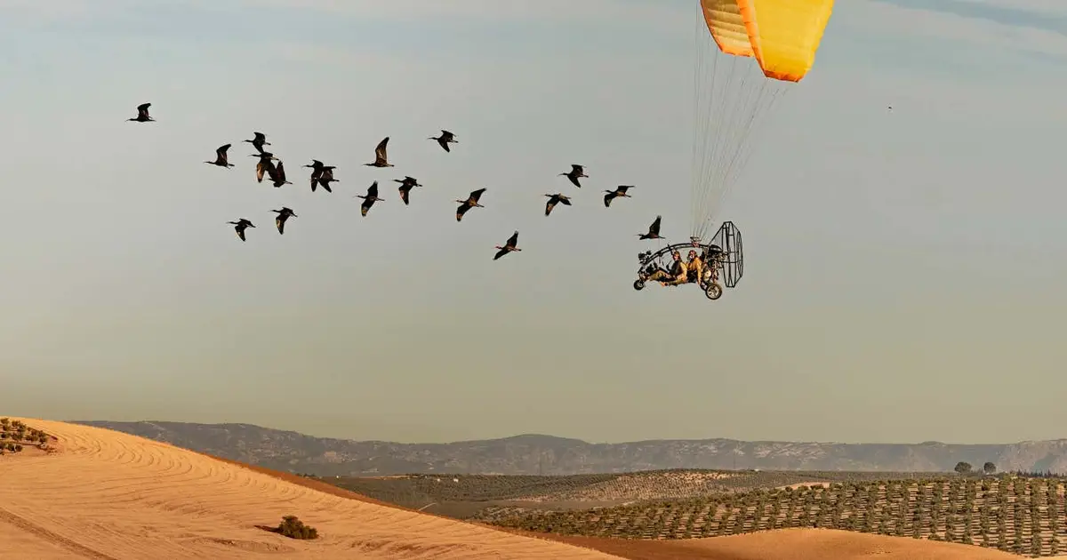 Dramatic photo of ibis being guided to their winter homes wins award