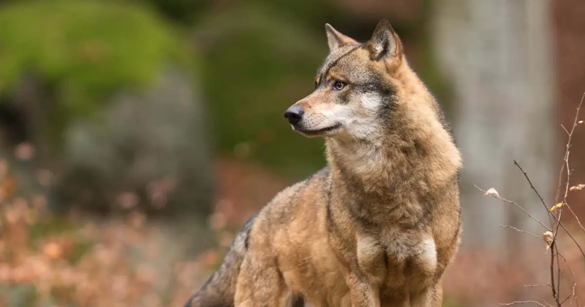 Wolves seen hunting European bison in rare camera-trap recording