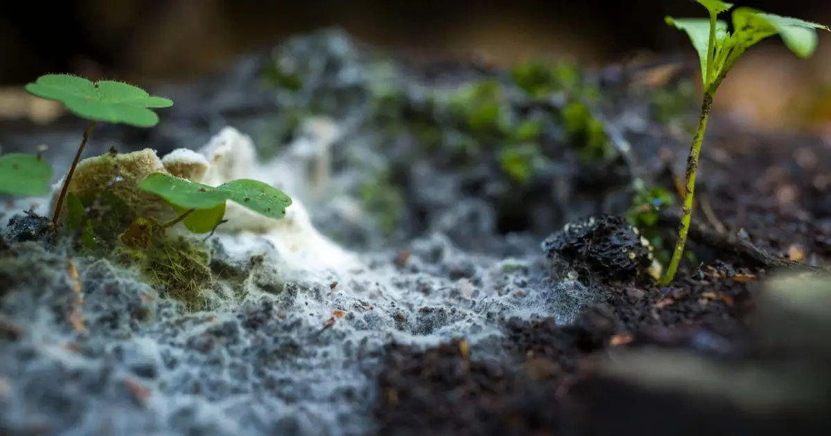 Global map reveals the vast scale of underground fungal networks
