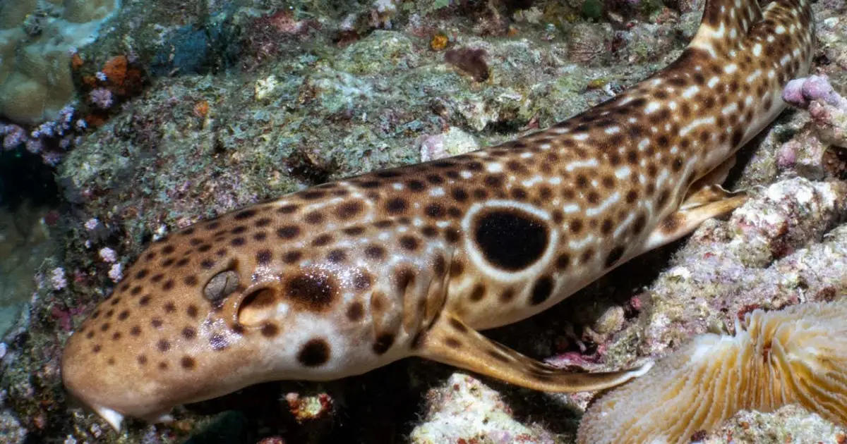 Walking shark found in Papua New Guinea is new to science