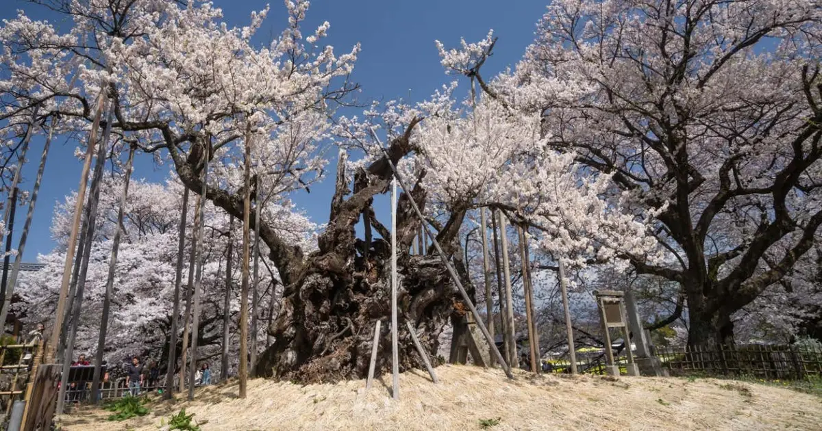 This thoughtful book will make you look at the wonders of trees anew