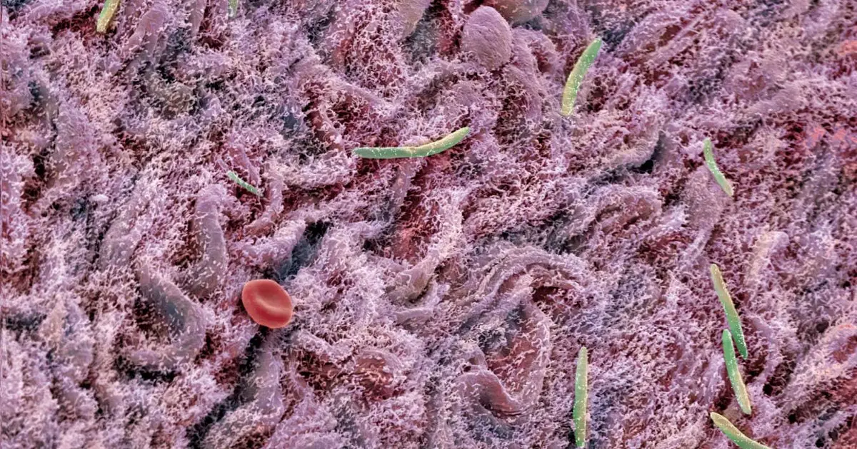Faecal transplant makes the brains of old mice act young again