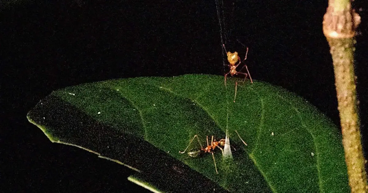 New-to-science spider builds trap that flings ants into the air