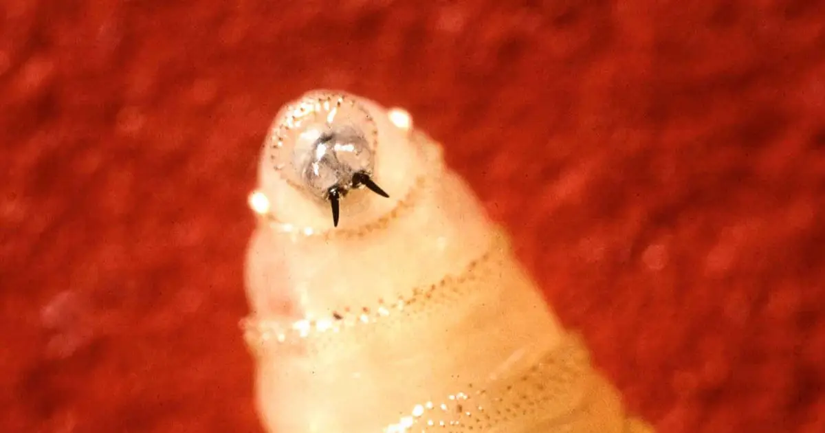 Screwworm could be the first species targeted by an 'extinction drive'
