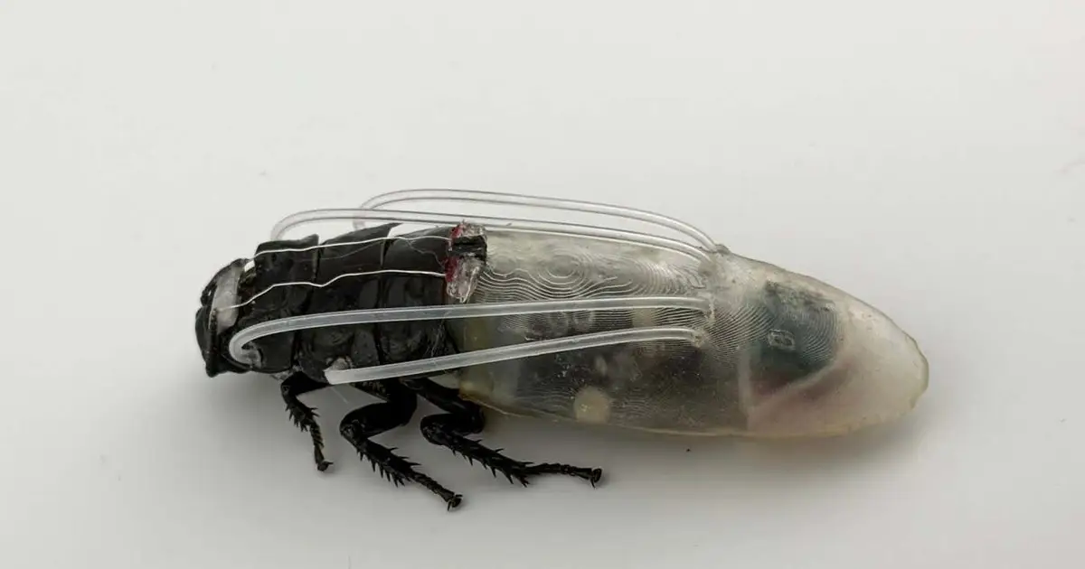 Remote-controlled cockroach swarm can now breathe underwater