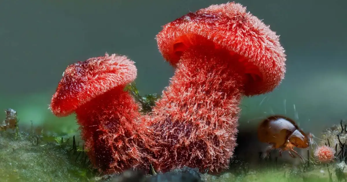 Stunning photos reveal the intricate beauty of fungi