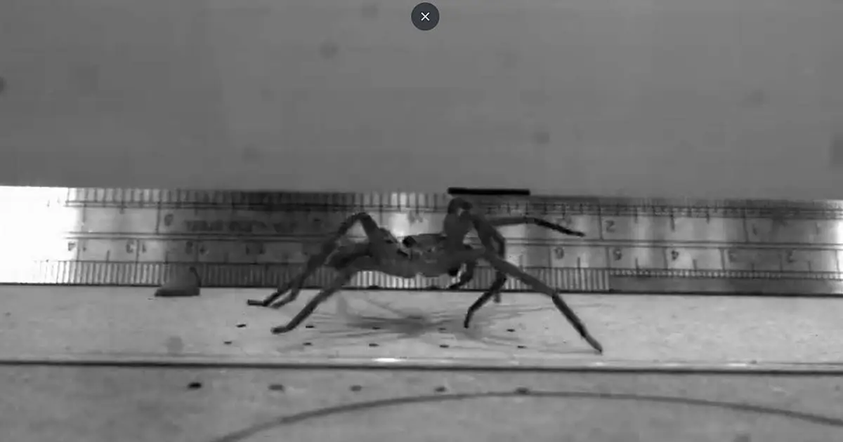 The world's fastest spider tops 3.5 metres per second