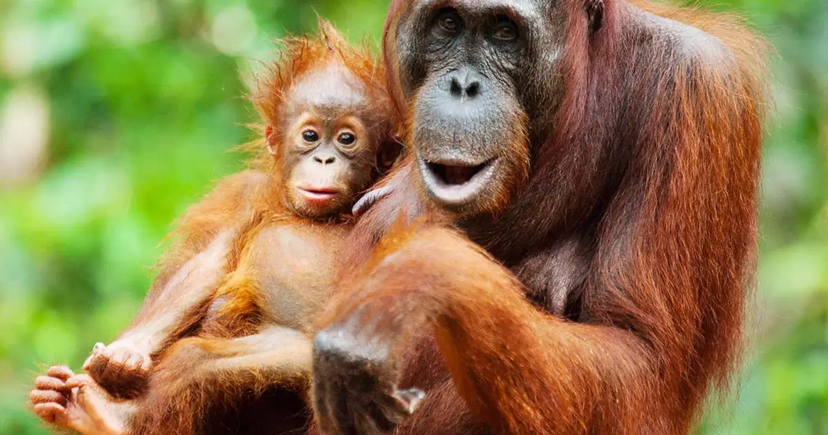 Orangutan mothers seem to plan playdates for their offspring