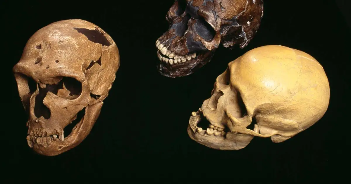 Human brains may have got bigger for no particular reason
