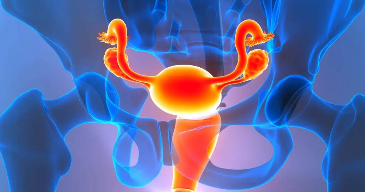 Ovaries may turn into an 'immune-like organ' after the menopause