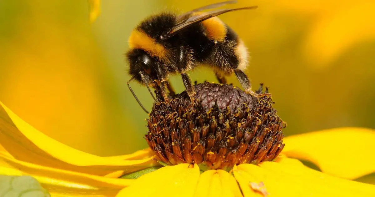 Bumblebee facial movements give clues to their inner lives
