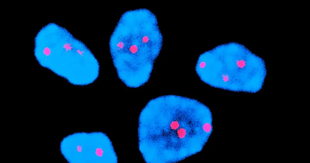 Injection halves risk of chromosome error common in older human eggs