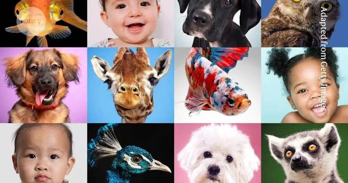 Can an army of babies and dogs rescue psychology from its reproducibility crisis?