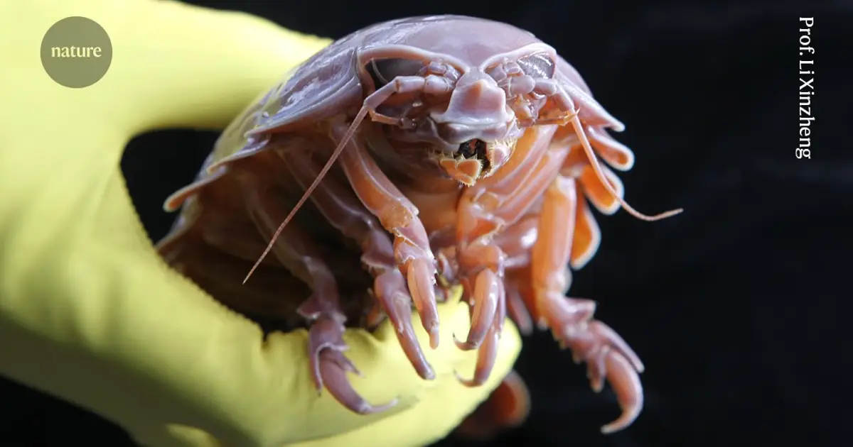 Giant crustacean of the deep sea steals a trick from bacteria