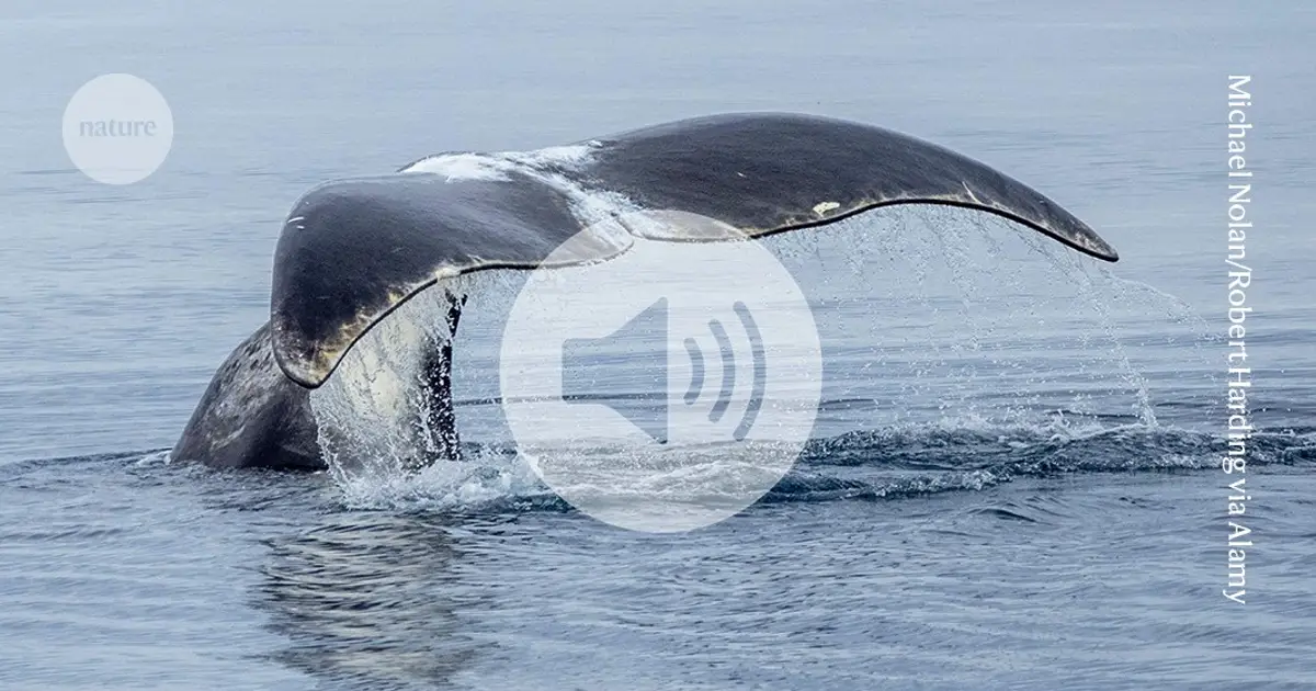 Briefing Chat: Is DNA repair the secret to a long life? Whales and mole rats offer tantalizing hints