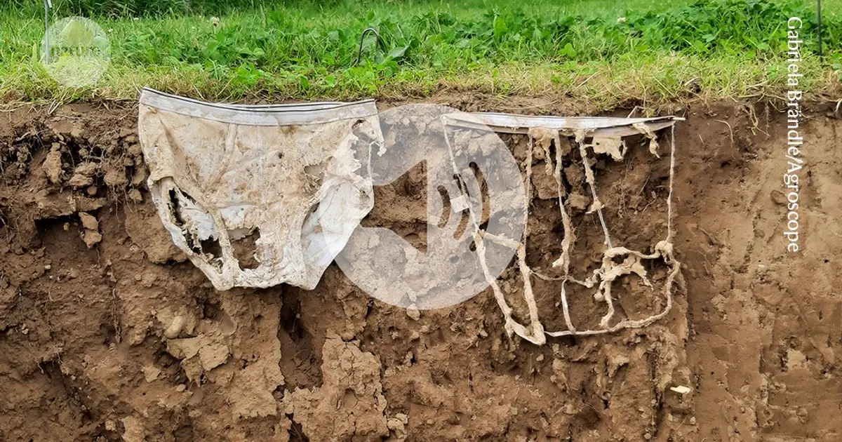 Briefing Chat: How 1,000 pairs of buried underpants helped measure soil health
