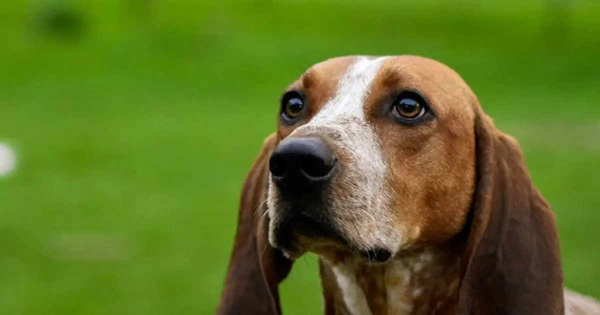 White Coat Waste Triumph : NIH Dumps New Dog and Cat Lab Funding