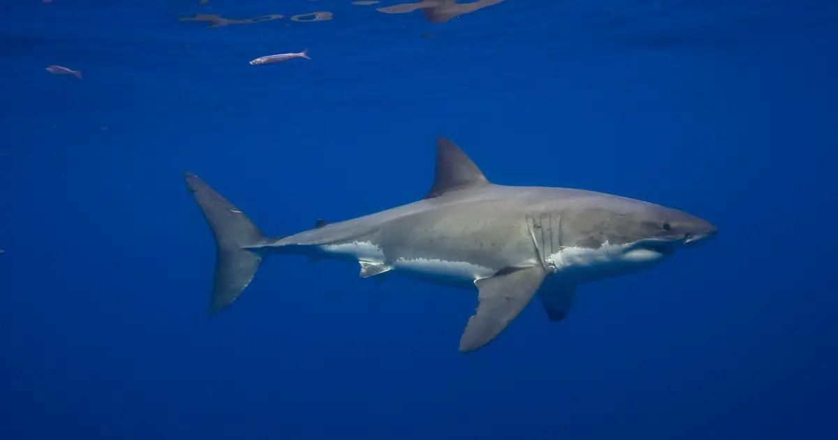 Great White Sharks Have Been in the Mediterranean Sea for Millions of Years—but Sightings Are Incredibly Rare