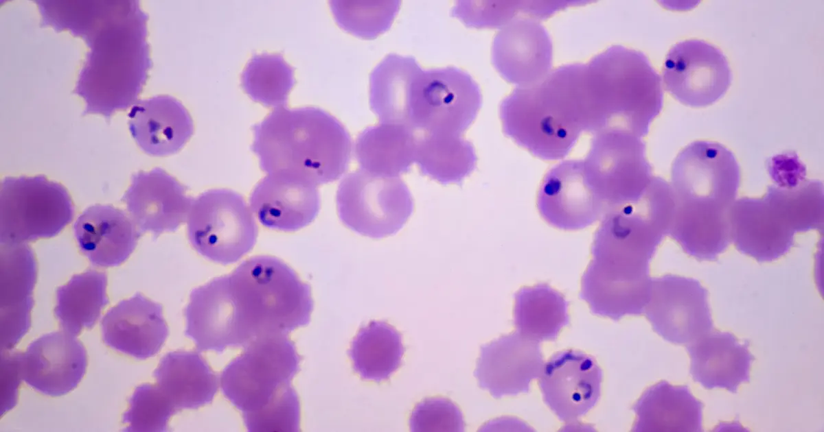 A Mutation Is Making It Easier for Drug-Resistant Malaria to Spread