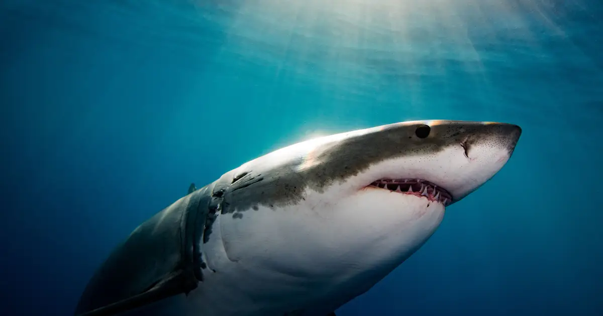 Why It Seems Like Great White Sharks Are Overrunning Maine