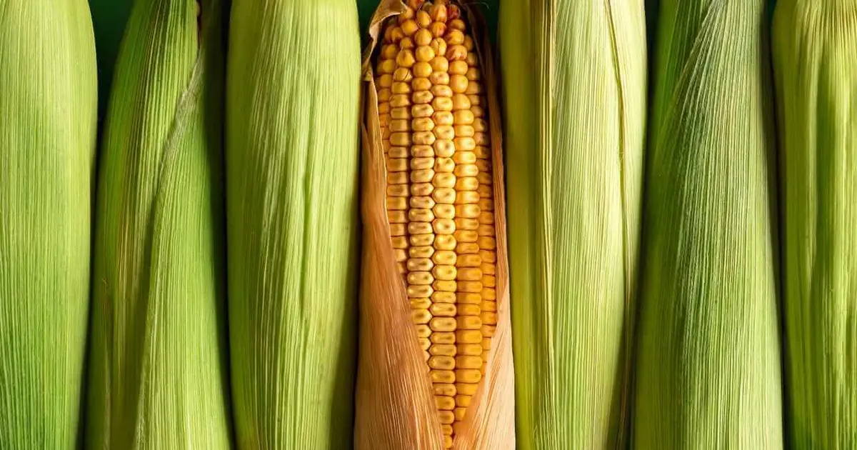 Corn Ticking Higher to Start Tuesday, as Ratings Remain Steady