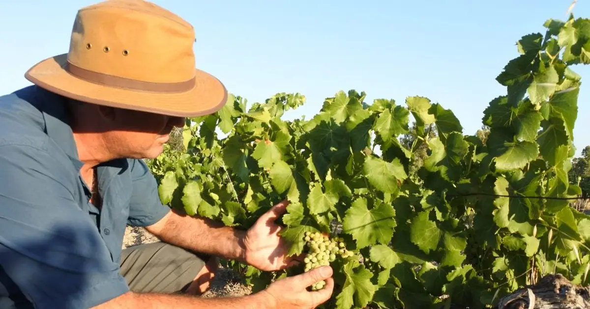Australia winegrape crush smallest since 2000 – government figures