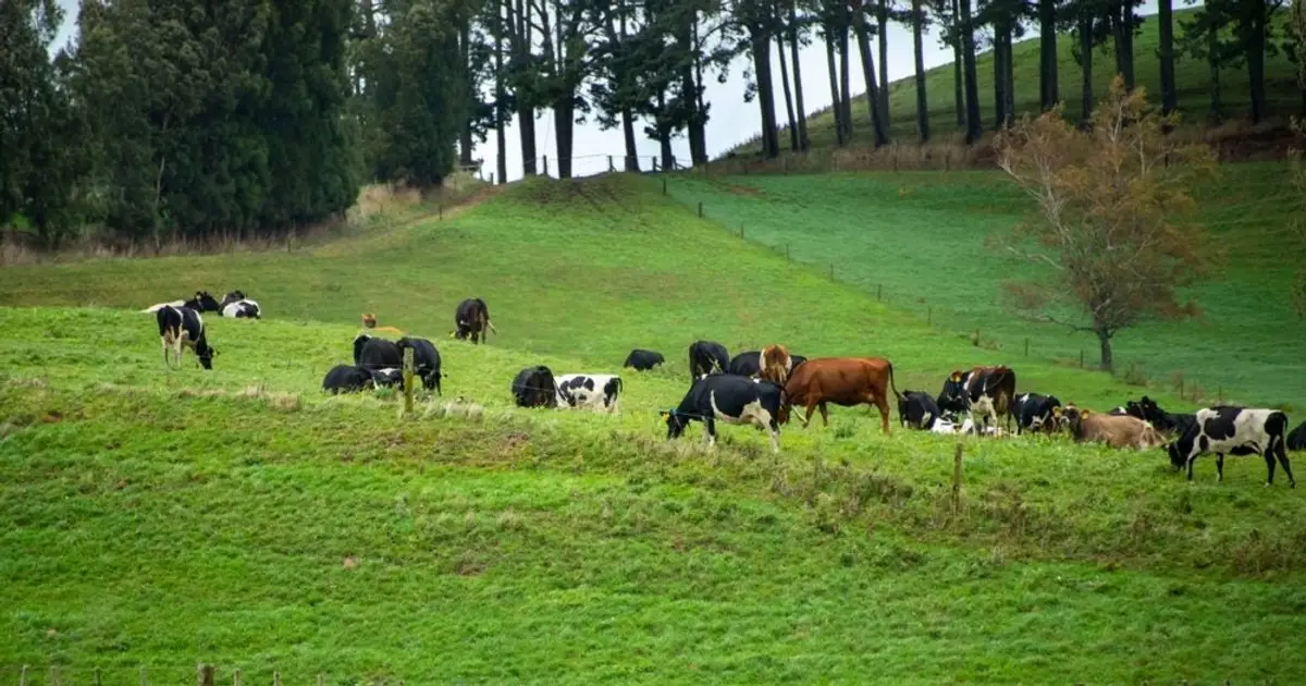 Itoham Yonekyu acquires New Zealand meat group Greenlea