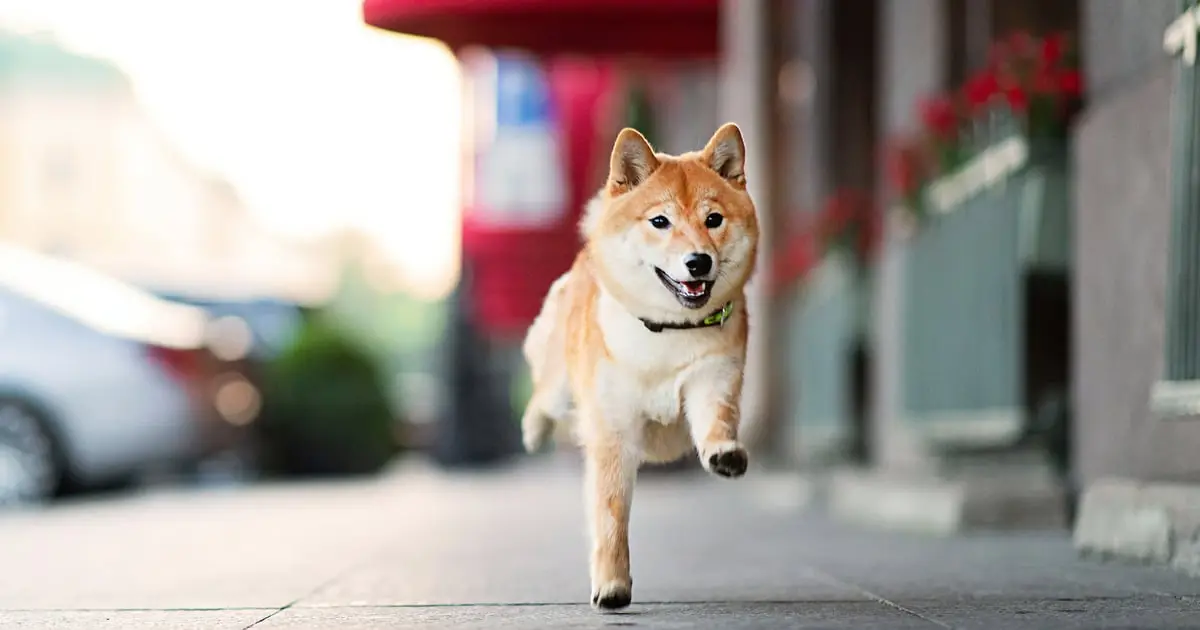Why Is Dogecoin Down?