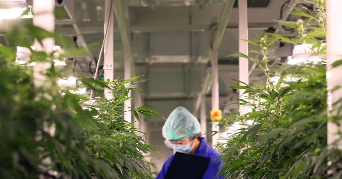 Is Now a Good Time to Buy Tilray Brands Stock?