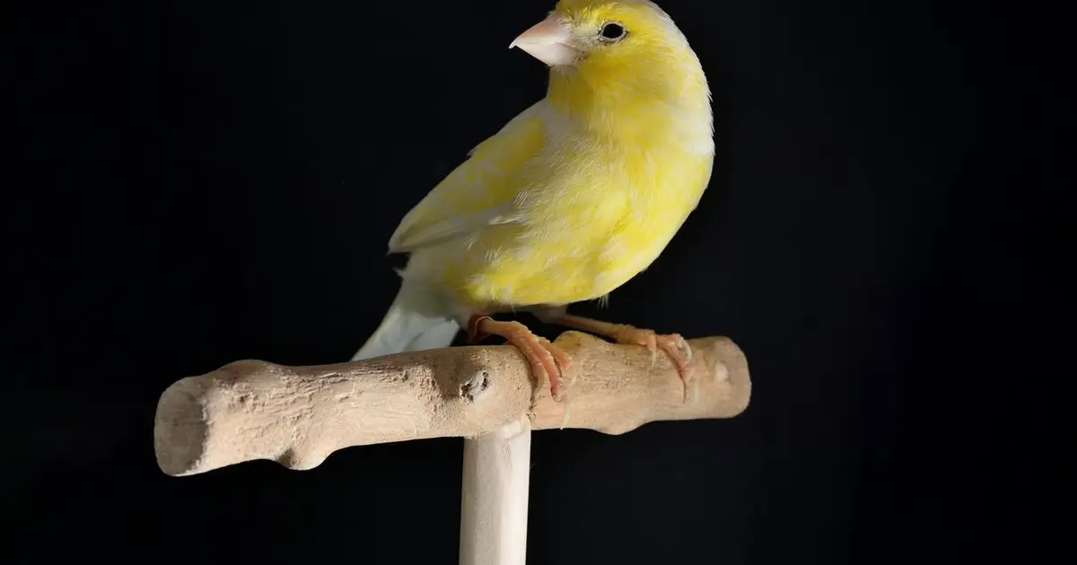 Opinion: Broadcom Is the Canary in the AI Coal Mine -- Just Not in the Way You Think