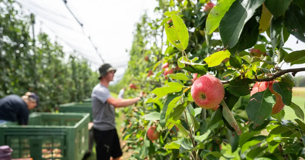 Major fruit grower lays off nearly 1,000 workers