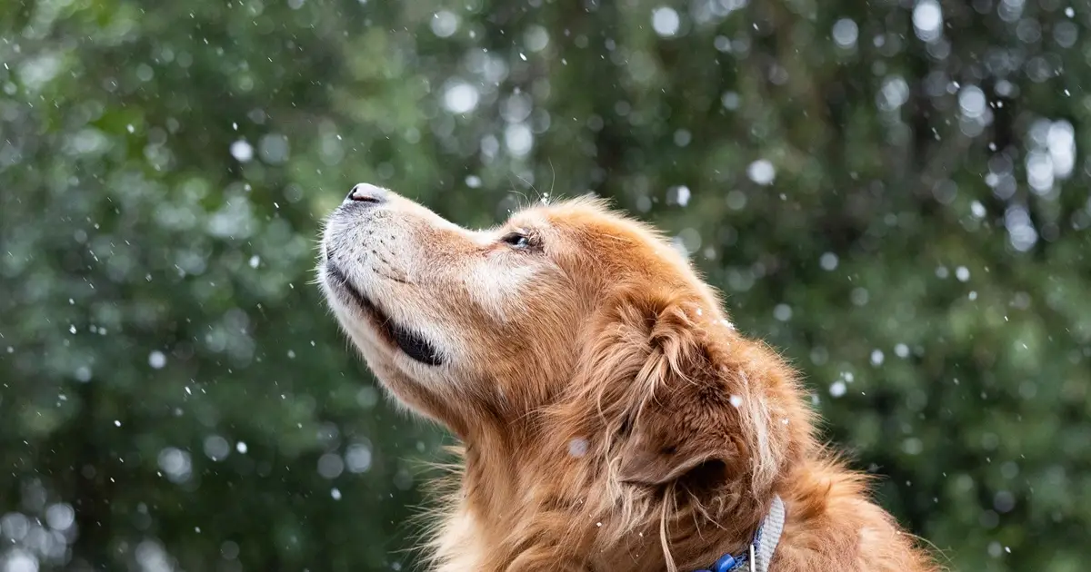 After Tallahassee deep freeze , we get some analysis and a climate forecast