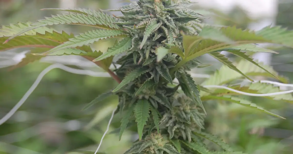 Cannabis crash : Oregon pot revenue decline hurts mental health services