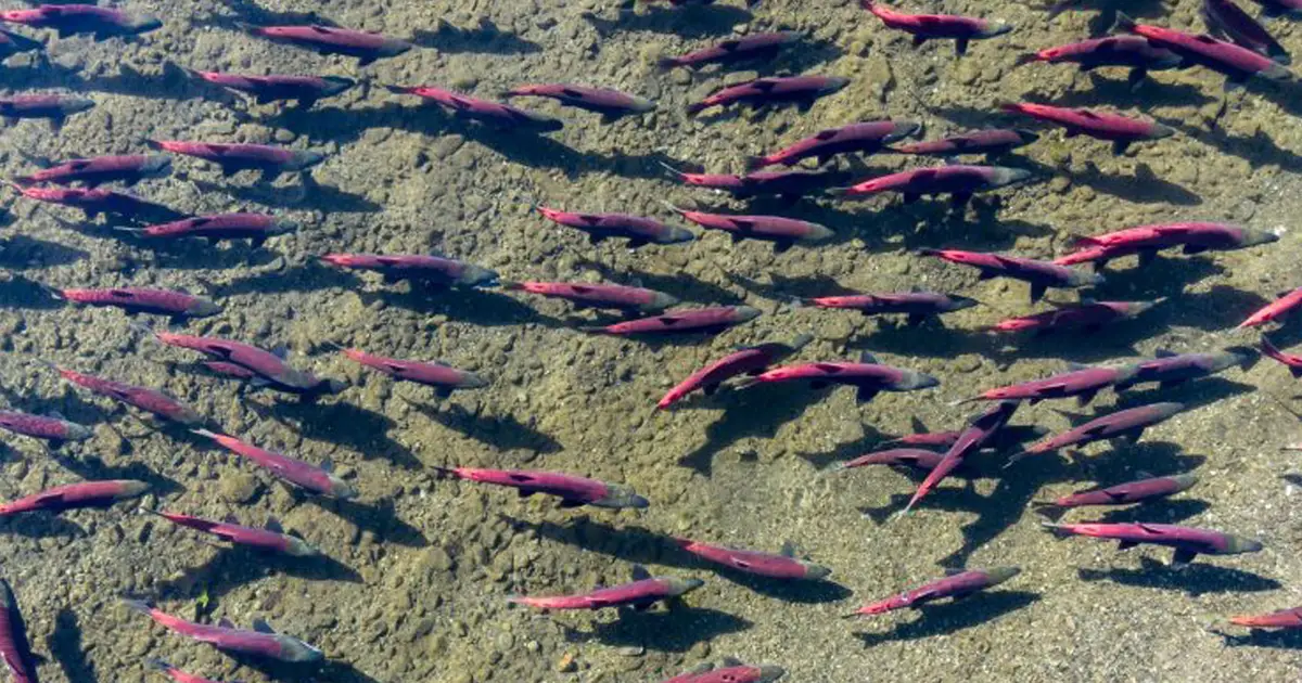 Acme Smoked Fish Foundation Announces 2025 Seafood Industry Climate Award Recipients