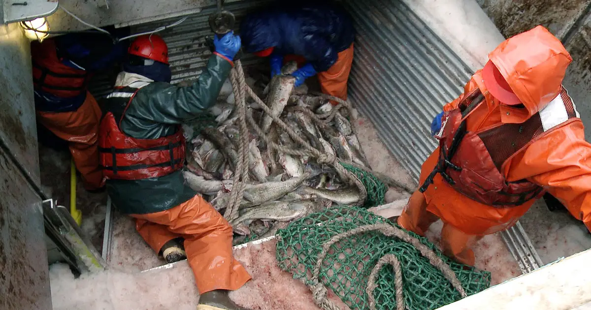 New Tools Help Alaska Communities Prepare for Future Changes in Pacific Cod Distributions