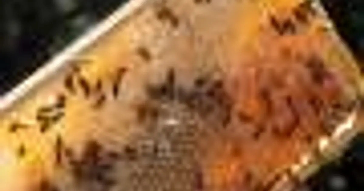 Cities rethink beekeeping as honeybee boom may strain wild bees