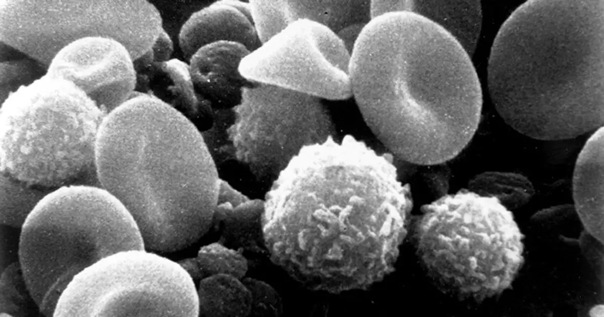 Advanced optical imaging reveals hidden activity in blood immune cells