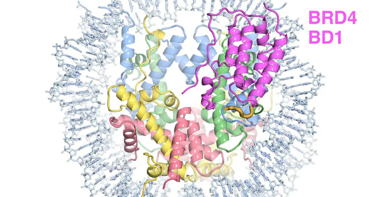 Cancer-linked protein binds to chromosome in unexpected way, study finds