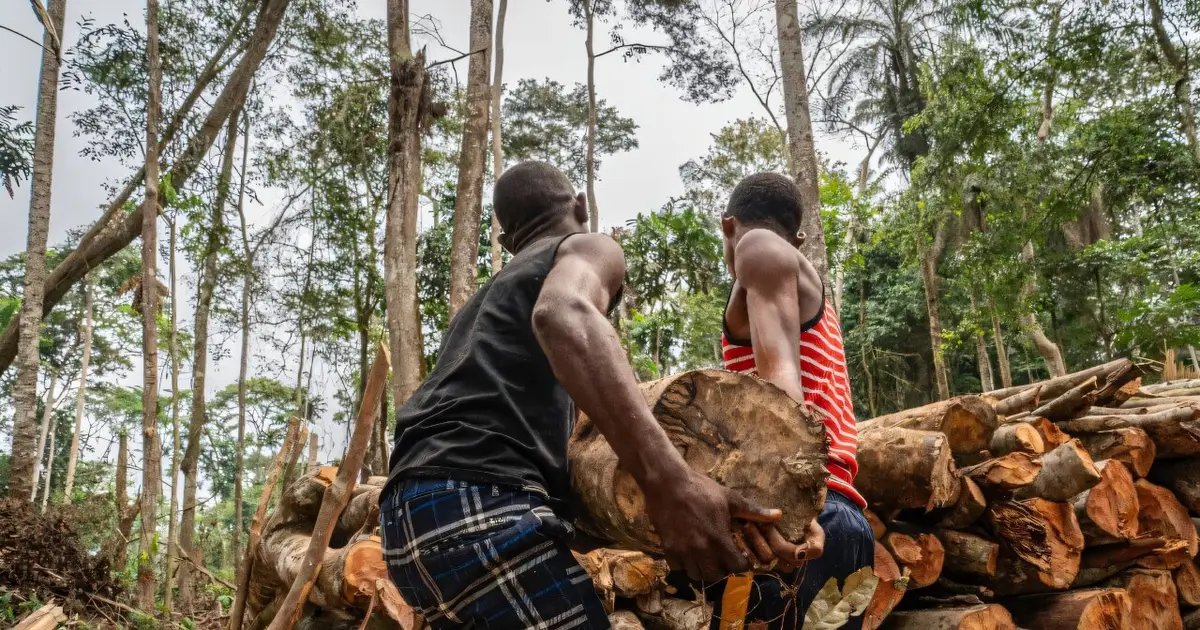 Global deforestation slowed in 2025 but surged in Congo basin: Study