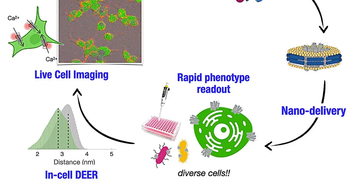 Bacterial protein reveals a hidden rule for controlling calcium