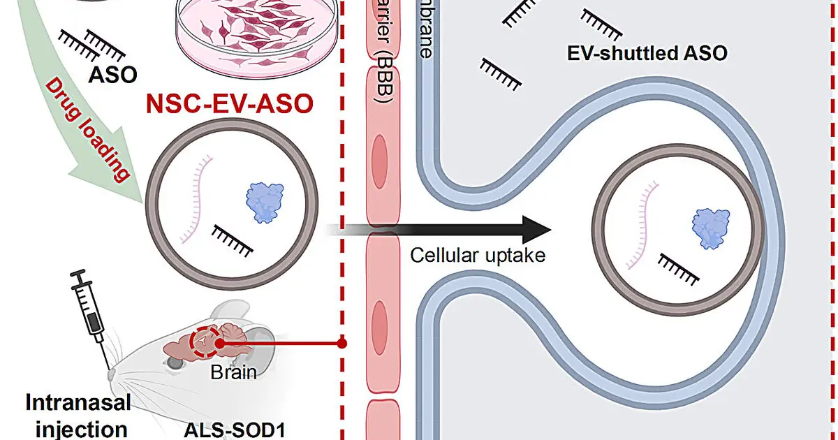 Nasal delivery of ALS treatment in tiny cell-made sacs delays disease onset in mice