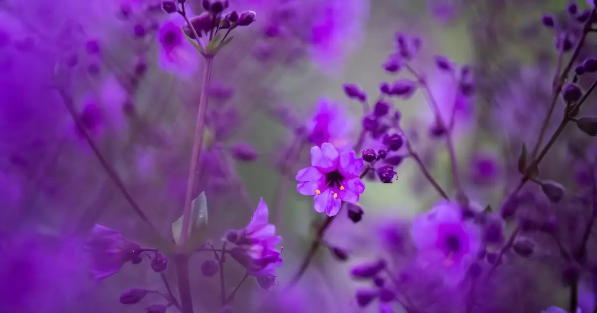 Chile's Atacama Desert blossoms with life after El Niño rains