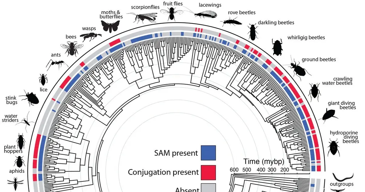 A cooperative approach to reproductive success