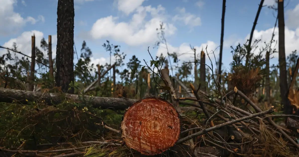 After winter storms, fires now threaten Portugal's forests