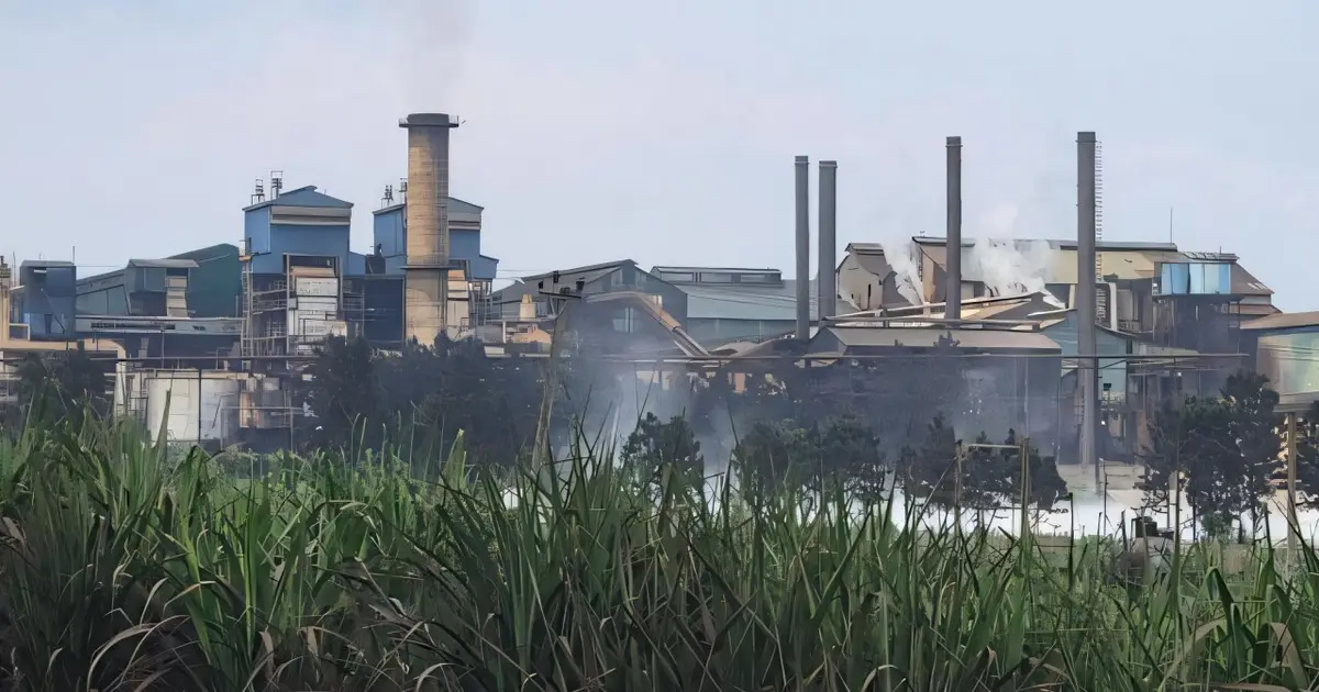 Uganda's sugarcane boom leaves families hungry: What needs to change