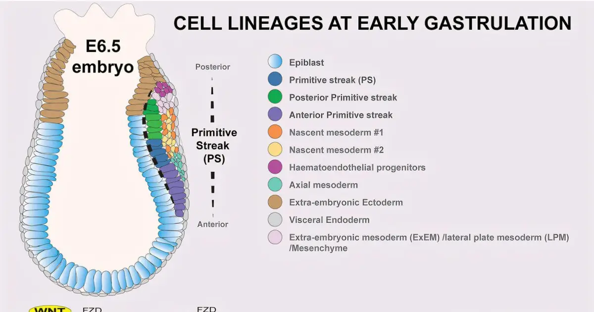 How signals in the embryo tell cells what to become: A lab's final discovery