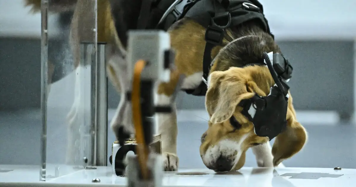 Can dogs sniff cancer? AI joins the hunt in India