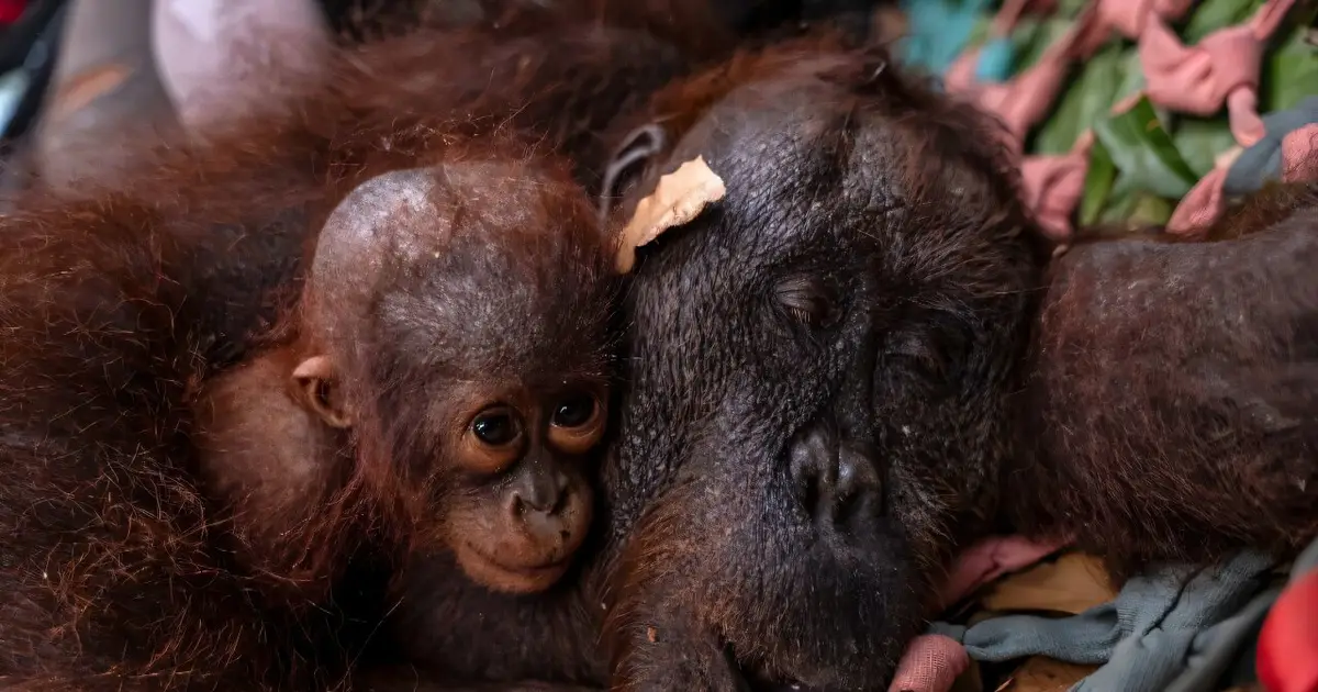 Indonesia rescues second orangutan mother and baby from wildfire