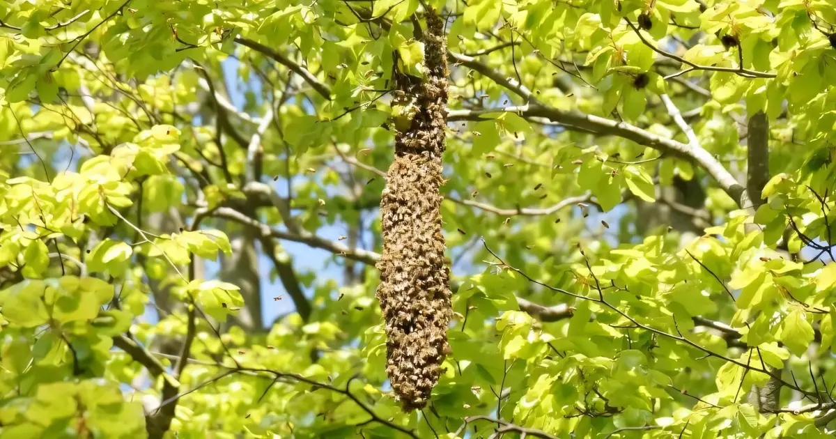 Viewing honey bee colonies as superorganisms could reshape beekeeping practices